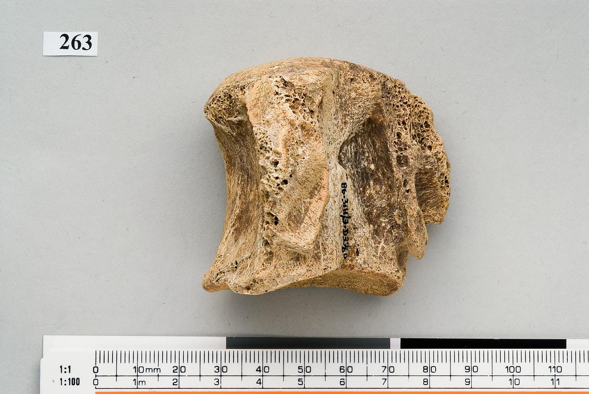 Pleistocene bear bone . Pontnewydd Cave