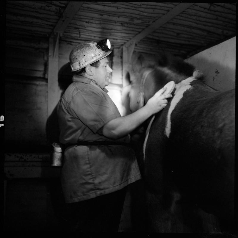 Black and white film negative showing an ostler brushing a  pit pony, Lady Windsor Colliery.
