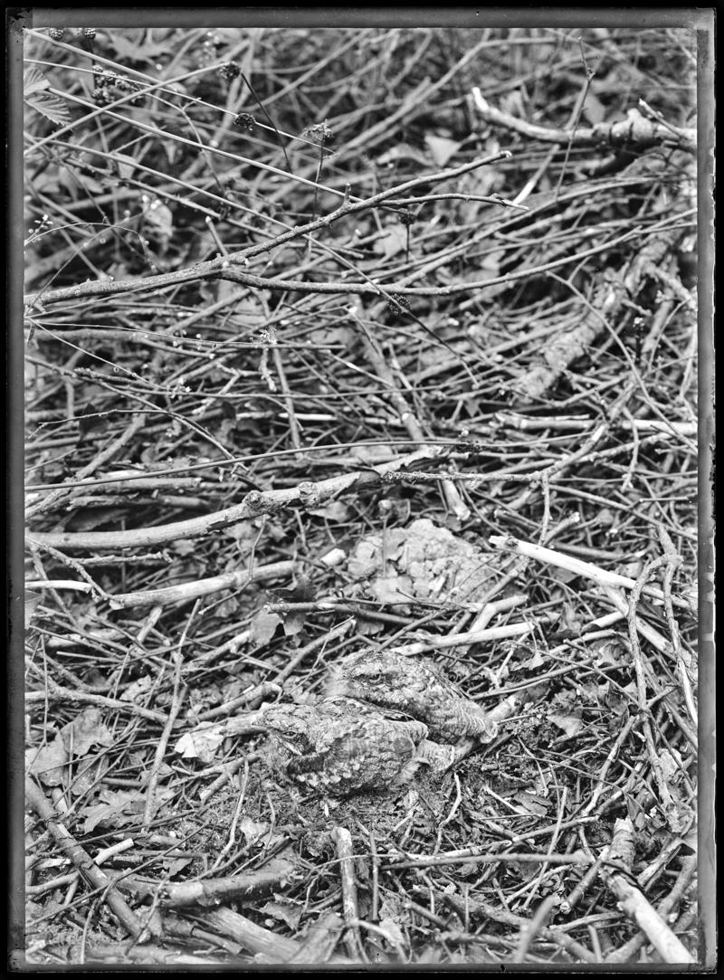 Nightjars, glass negative