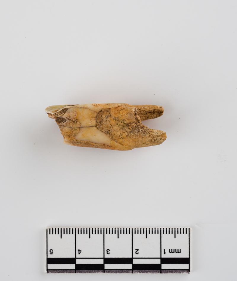 Pleistocene reindeer tooth