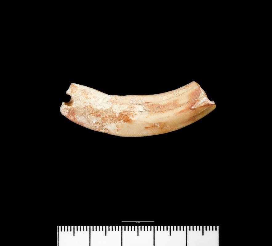 Prehistoric perforated tooth