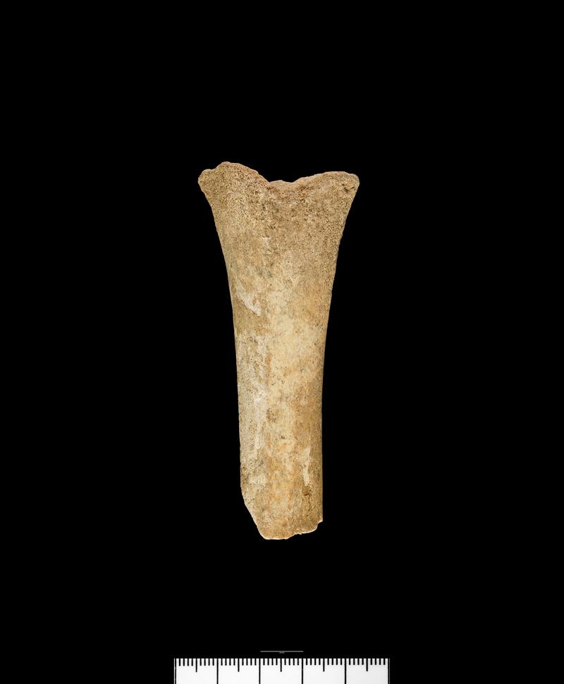 Holocene red deer bone