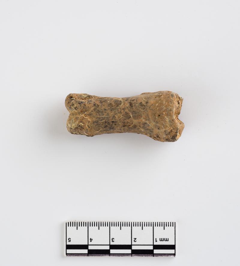 Pleistocene reindeer bone