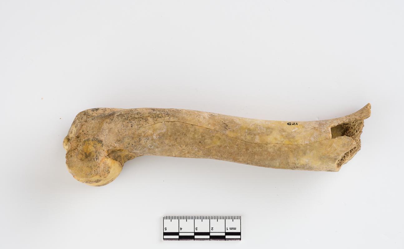 Pleistocene reindeer bone