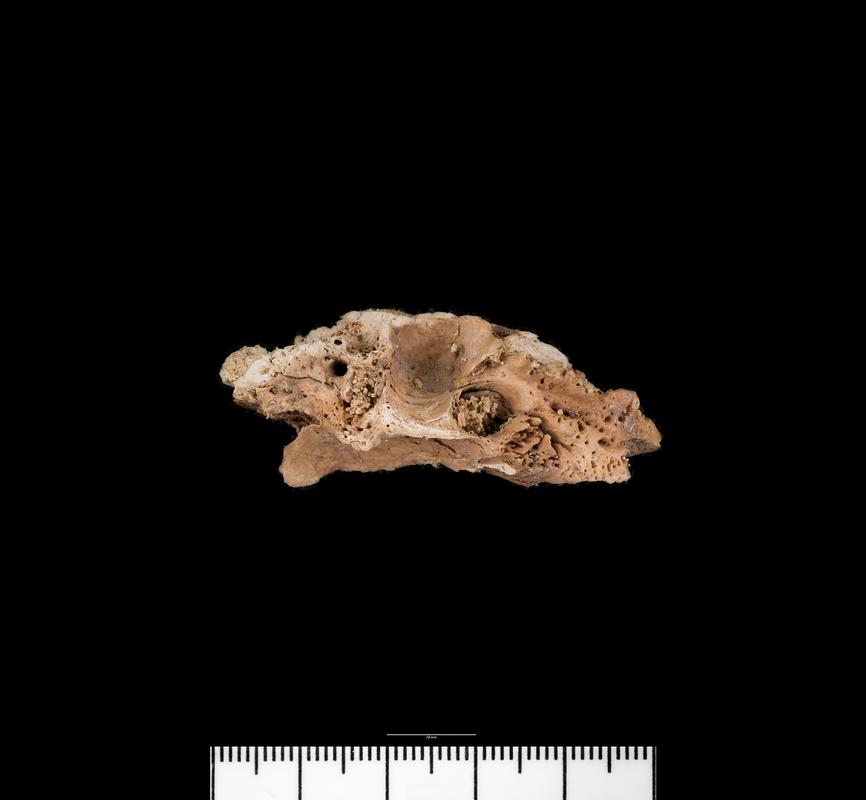 Bronze Age / Roman human bone