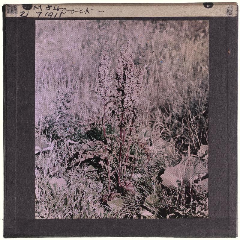 Dock plant, lantern slide
