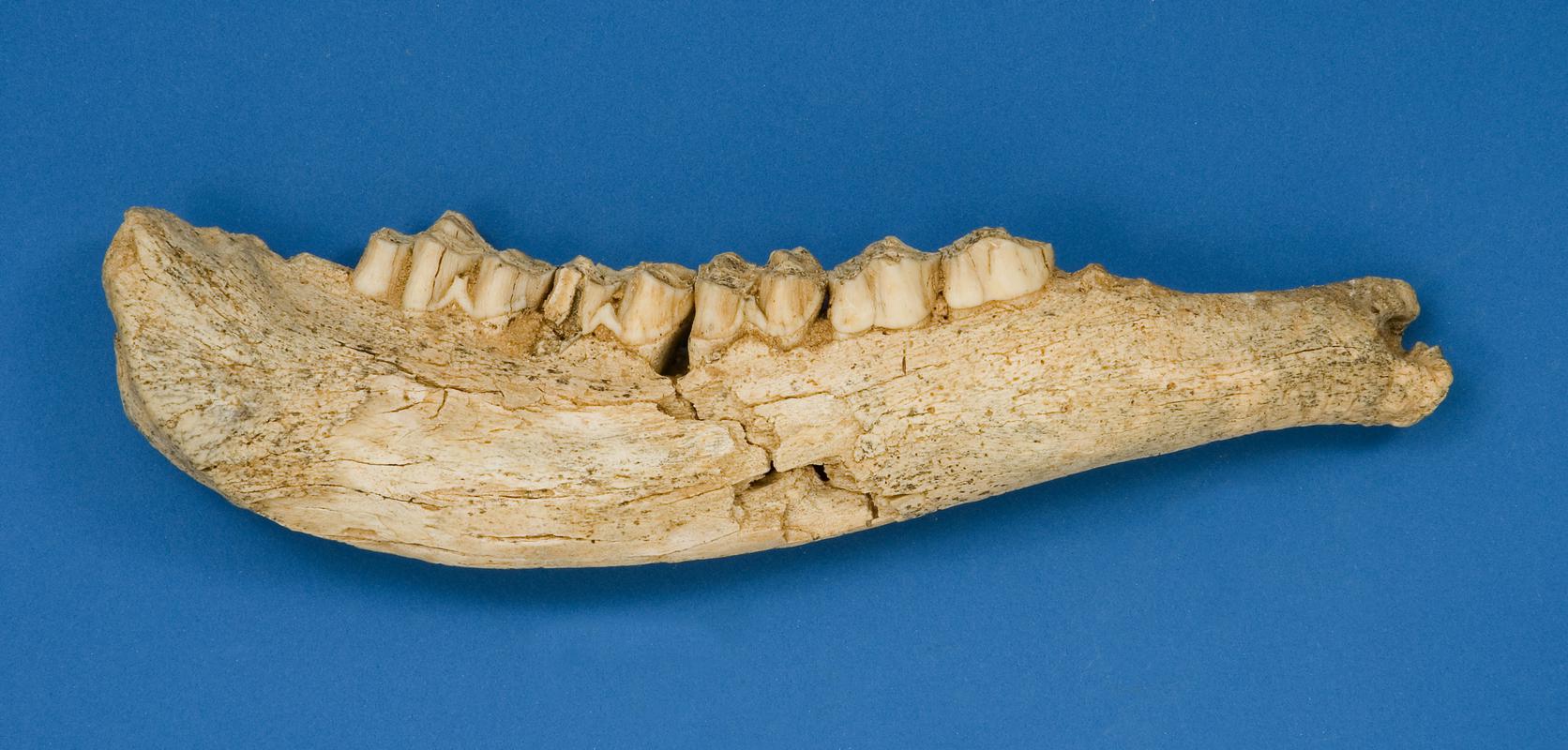 Pleistocene giant deer bone