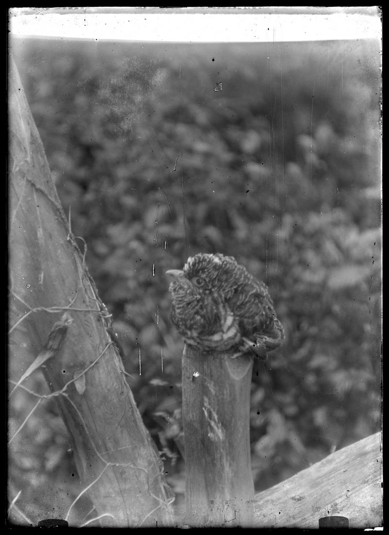 Young Cuckoo, negative
