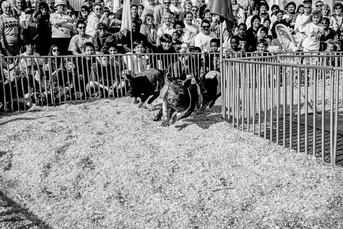 USA. ARIZONA. Phoenix. County Fair. Pig racing. 1992.