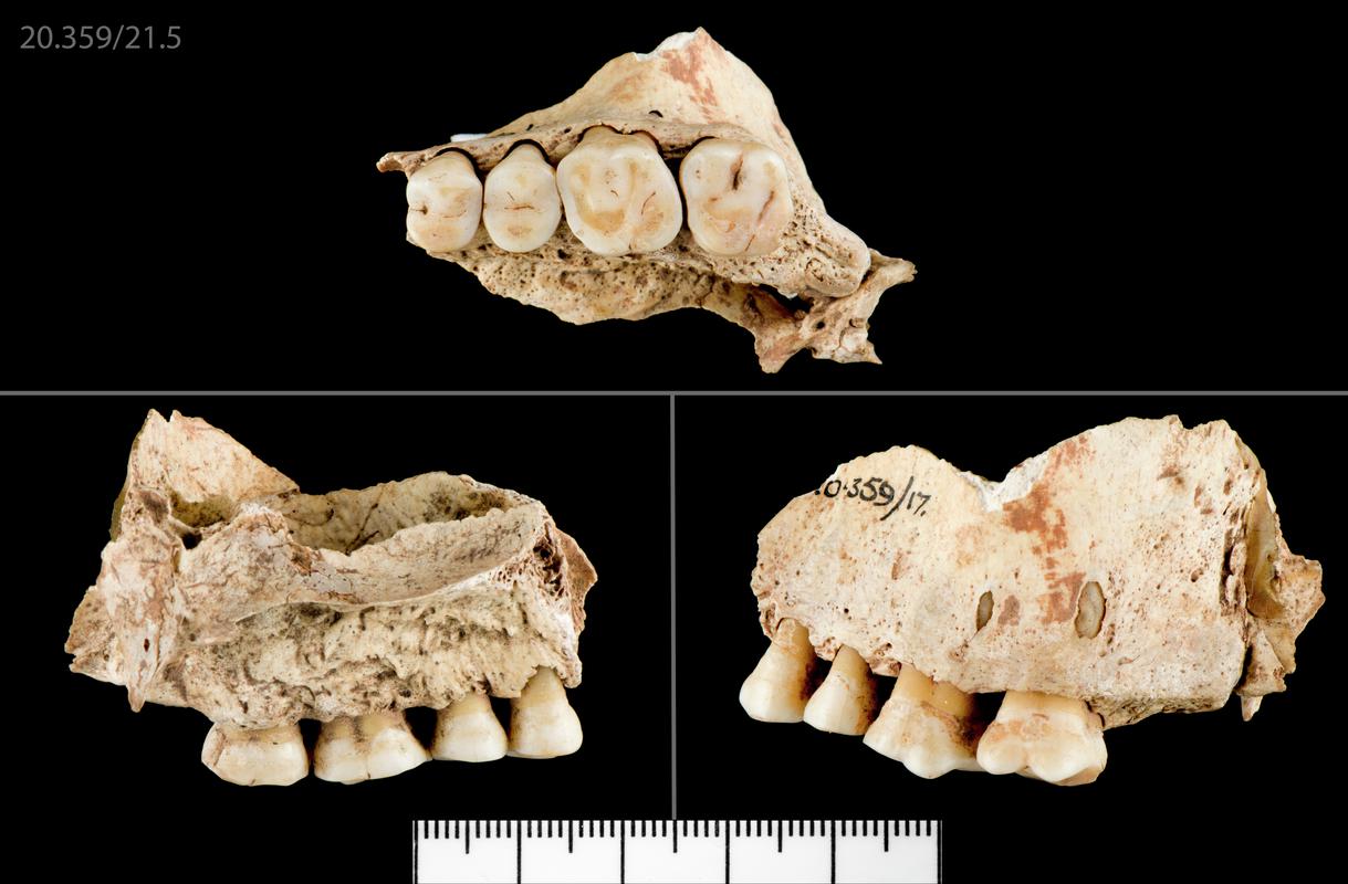 Prehistoric human bone