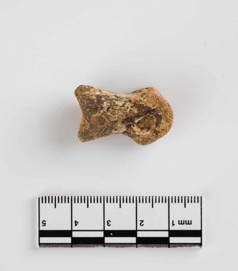 Pleistocene reindeer bone