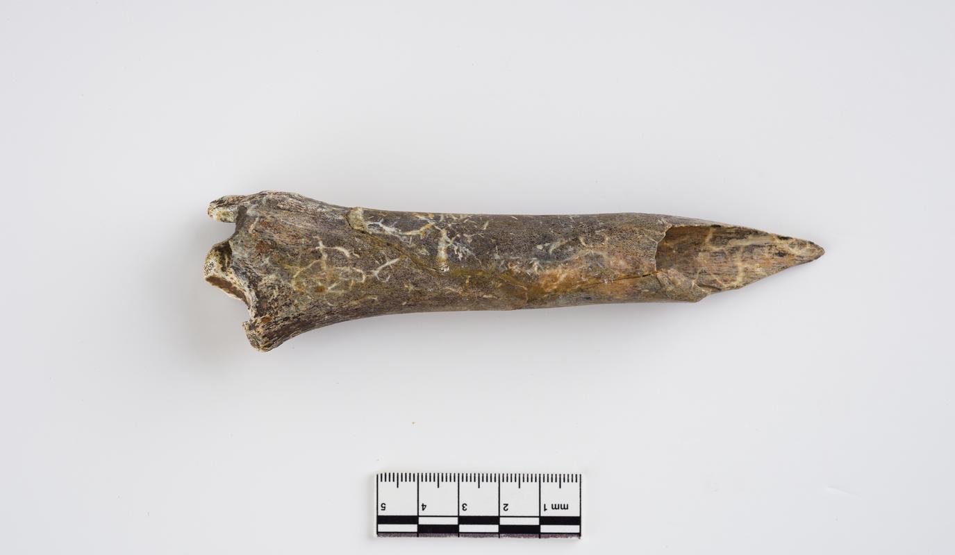 Pleistocene reindeer bone