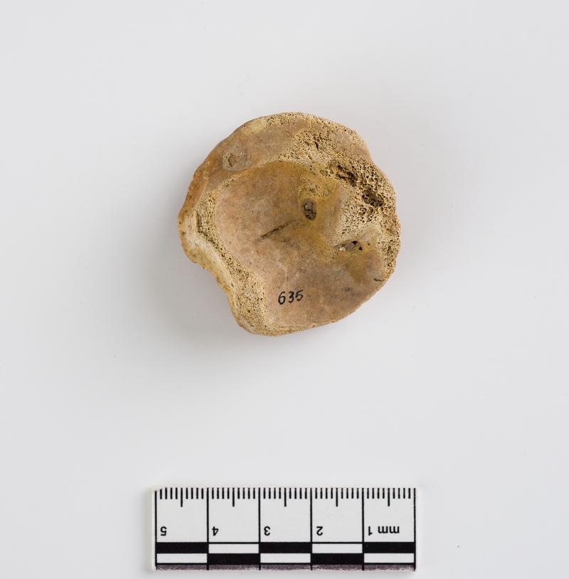 Pleistocene aurochs bone