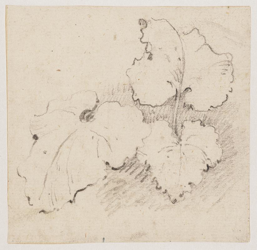 Study of plants (three leaves of an acanthus)