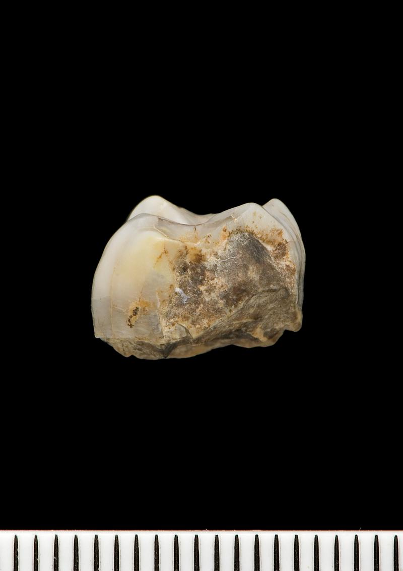 Early Neanderthal tooth . Pontnewydd Cave