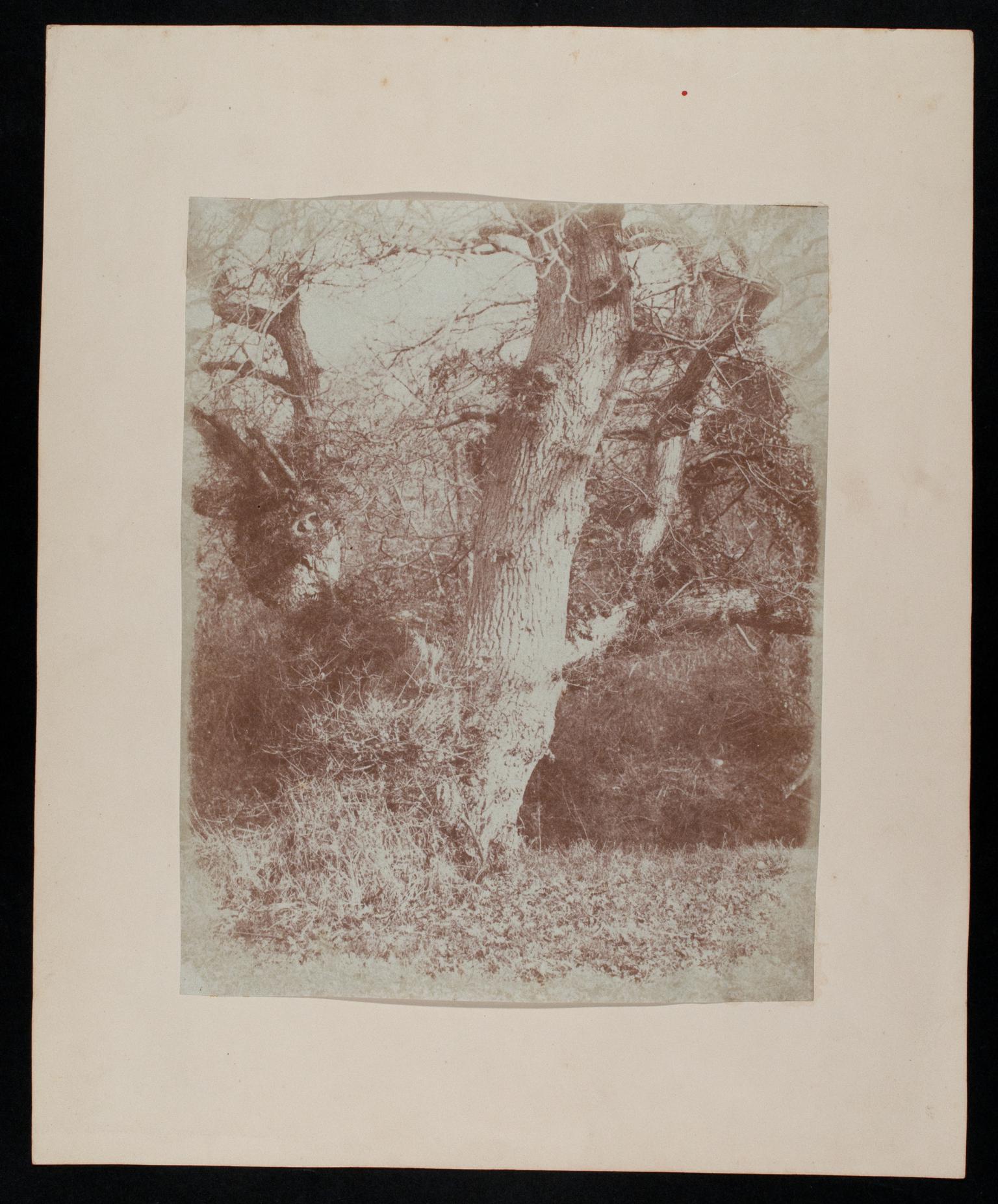 Penllergare, tree, photograph