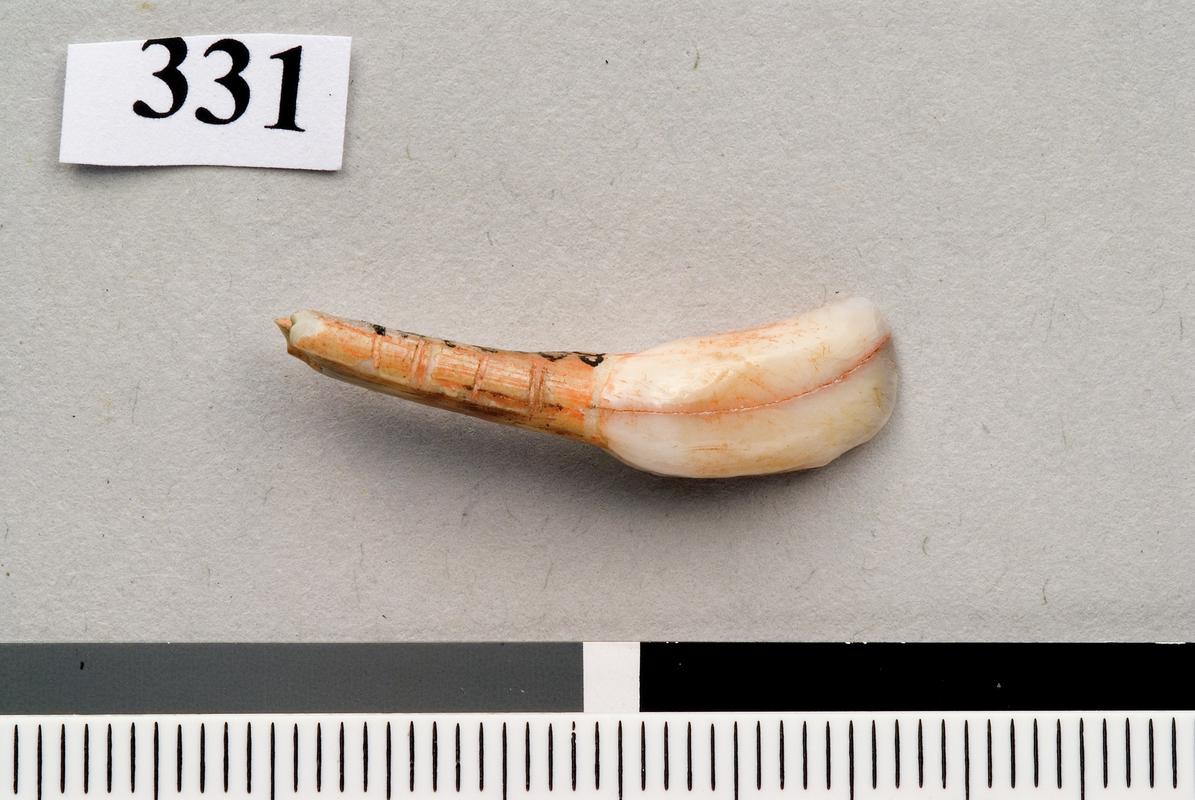 Upper Palaeolithic perforated tooth