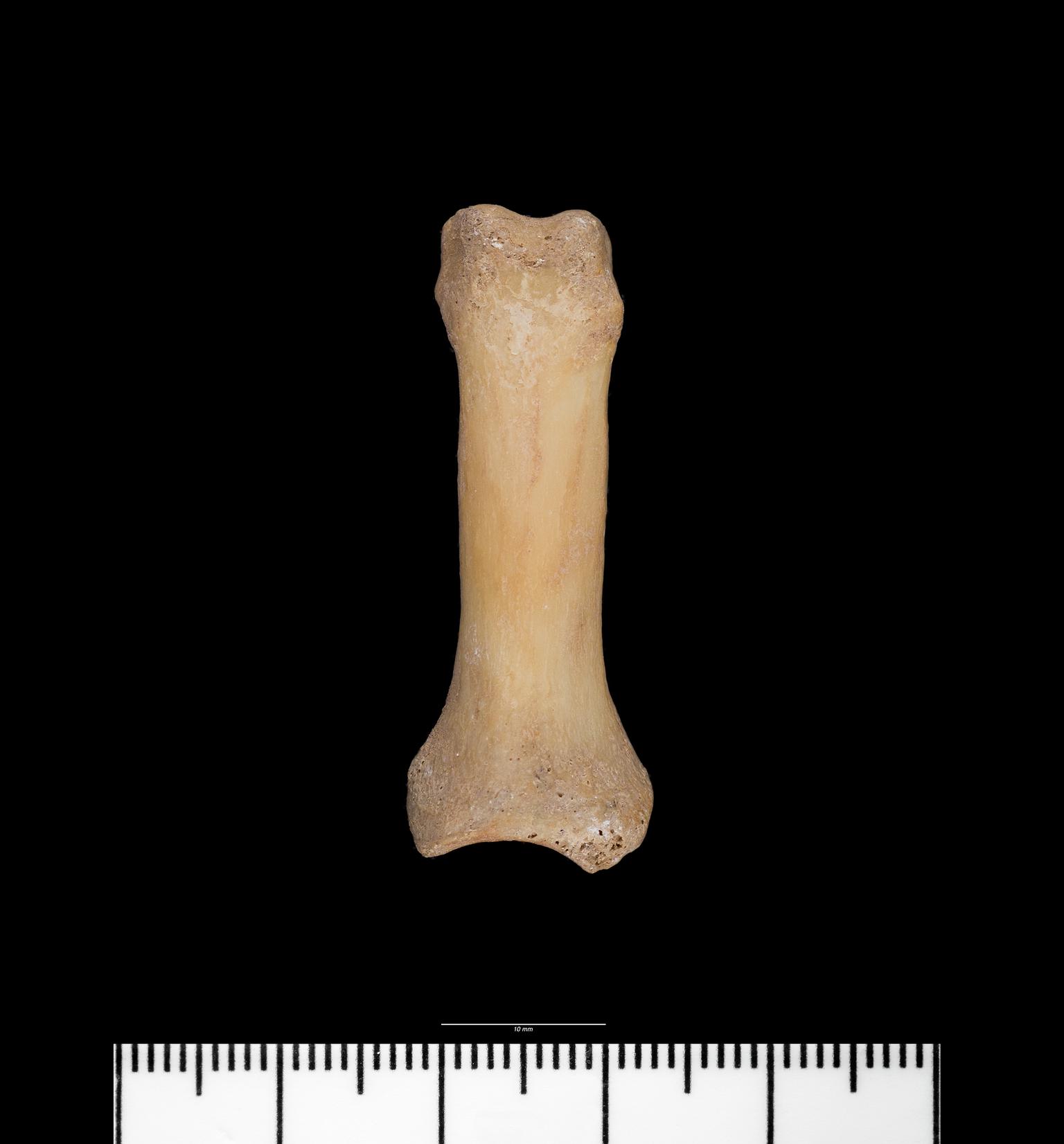 Prehistoric / Roman human remains