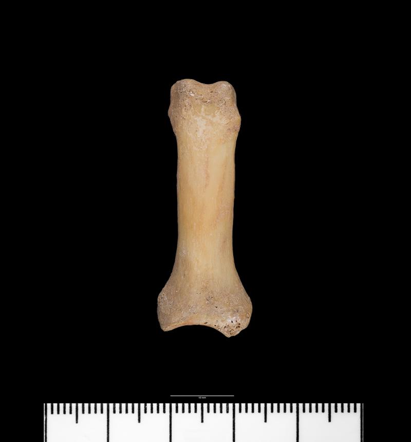 Prehistoric/Roman human remains