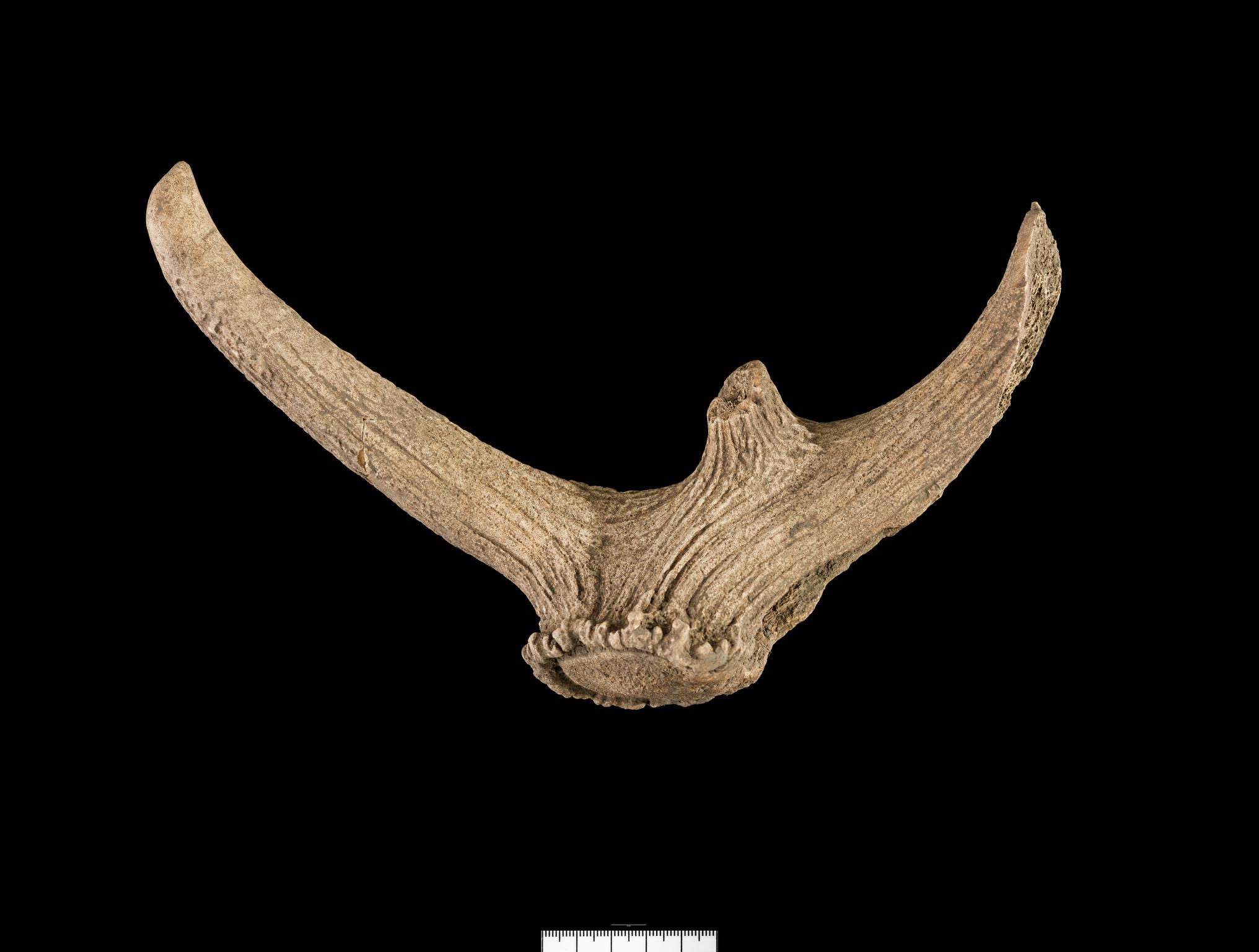 Prehistoric antler object