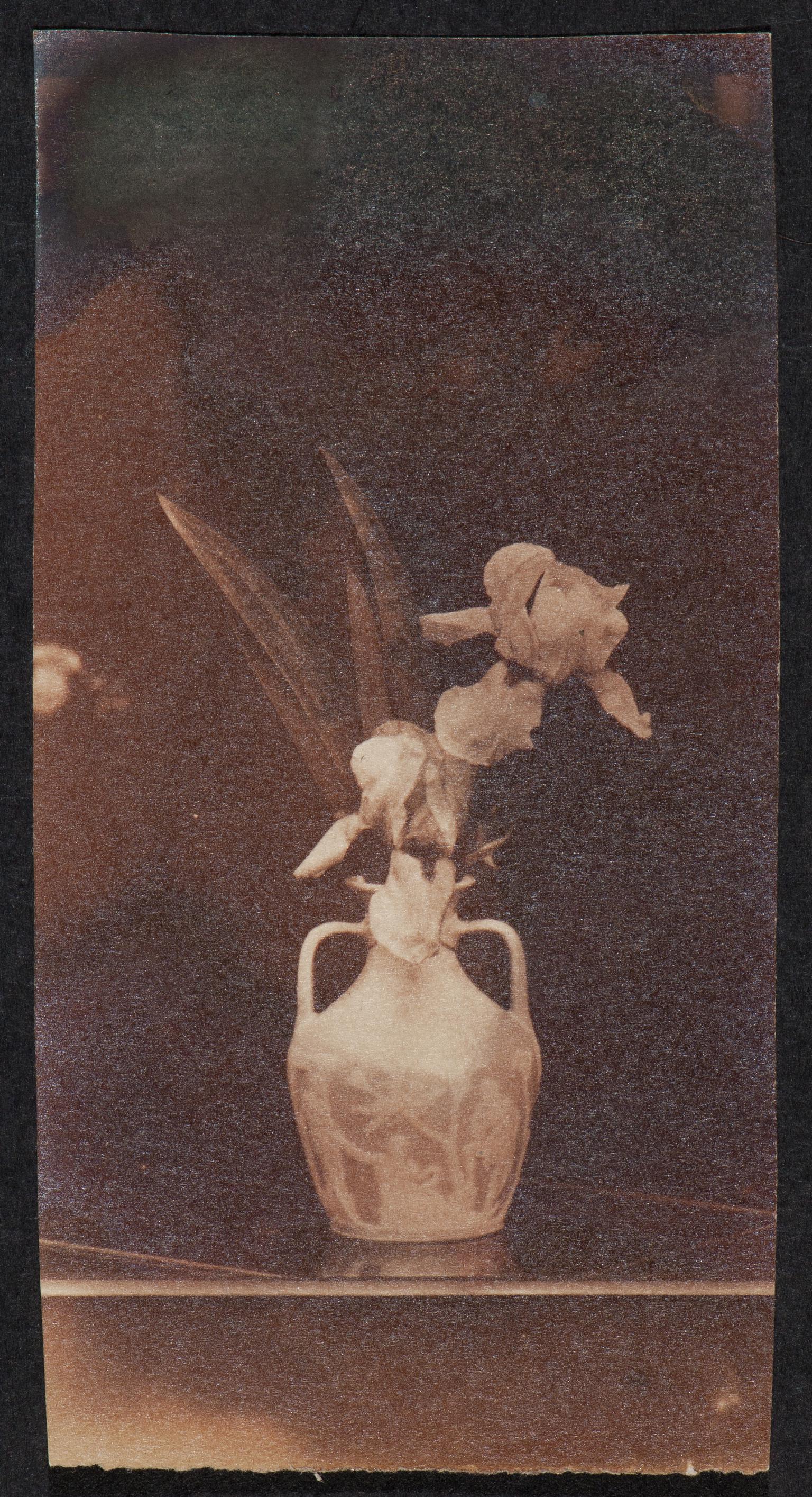 Vase of iris, photograph