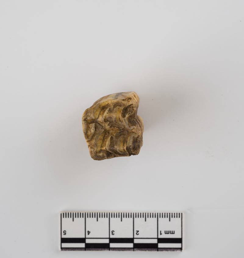 Holocene horse tooth
