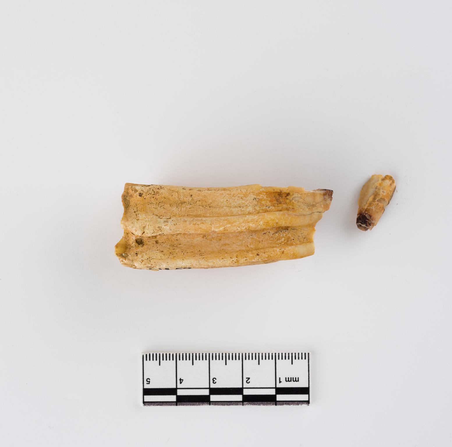 Pleistocene horse tooth
