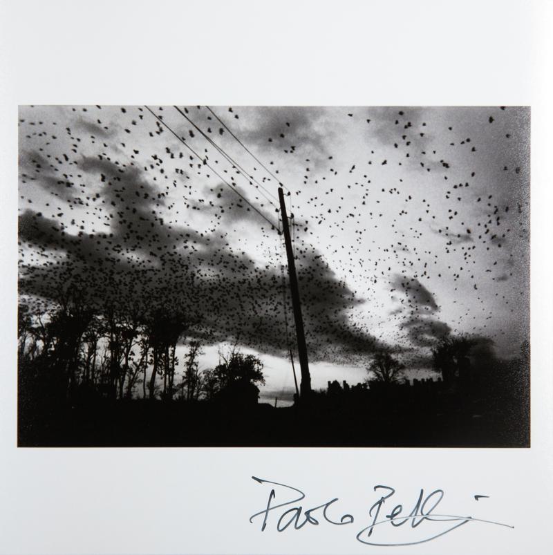 Crows over the cemetery. Town of Pristina, Kosovo