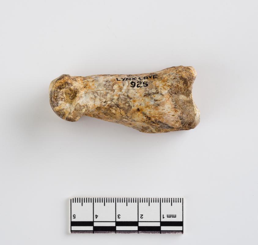 Pleistocene red deer bone