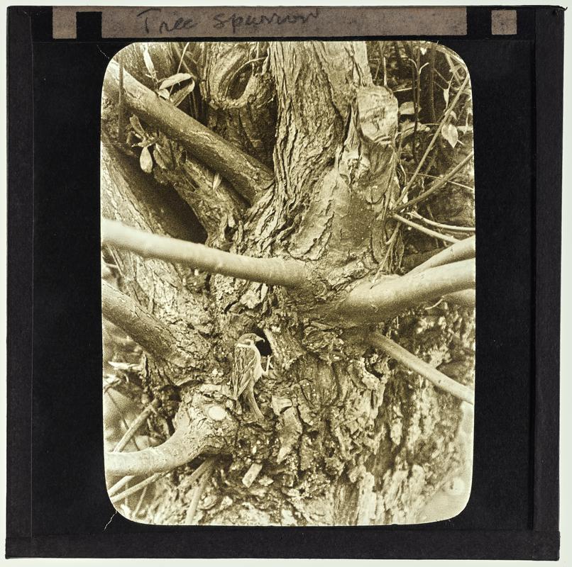Tree Sparrow, lantern slide