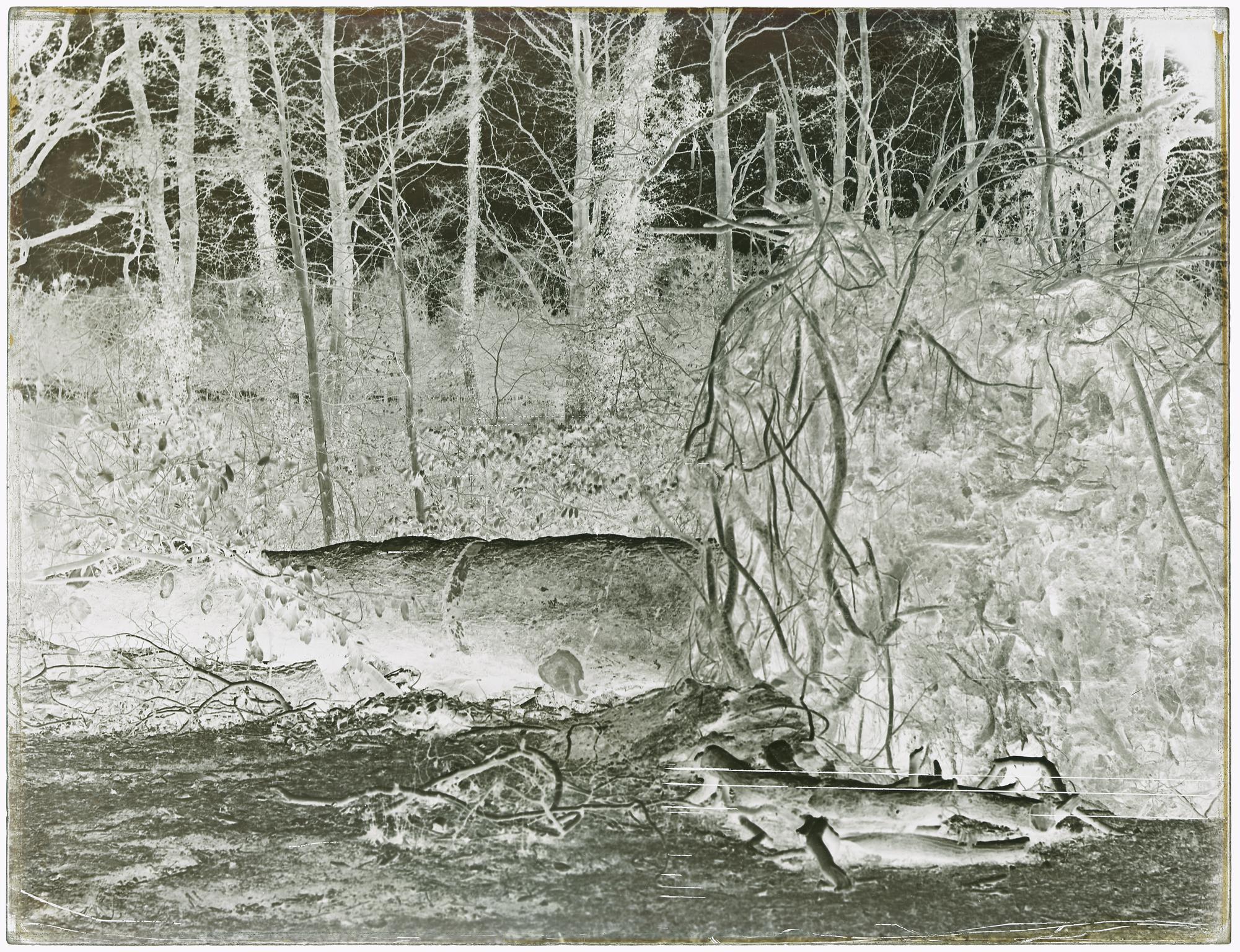 Fallen tree, glass negative