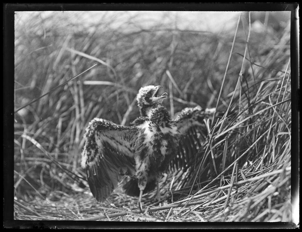 Marsh Harrier, glass negative