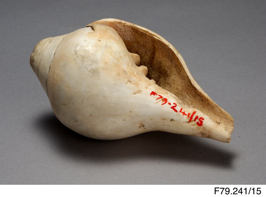 Conch shell