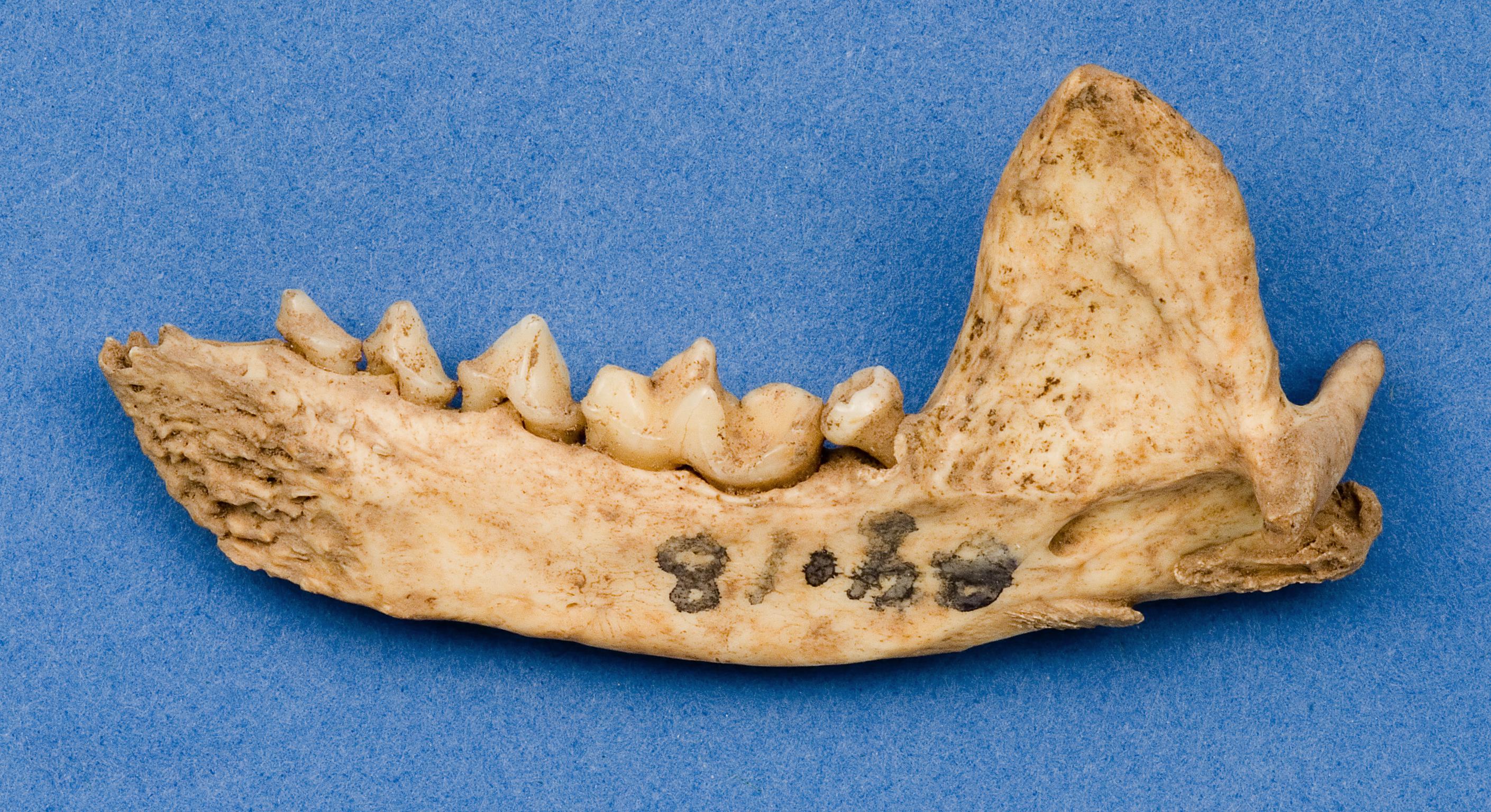 Pleistocene / Holocene red fox bone