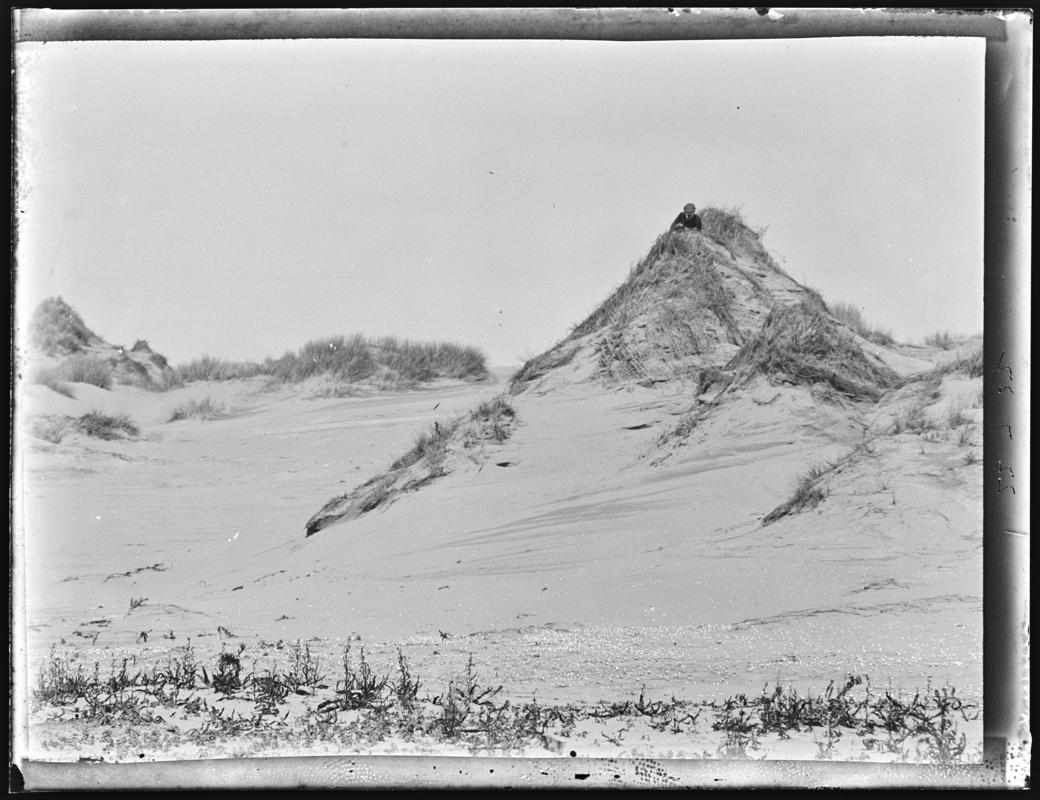 Photographing Merlins, glass negative