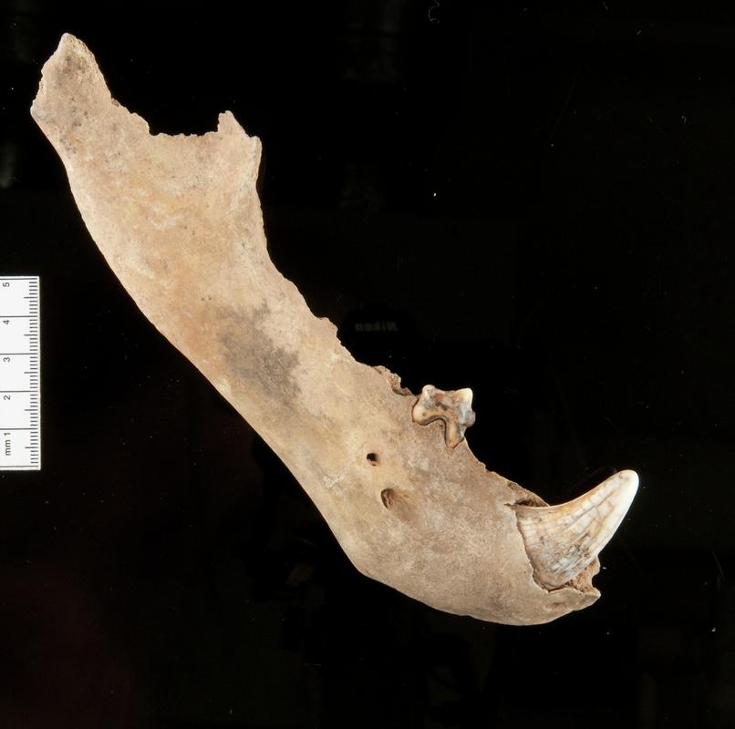 Pleistocene bear bone