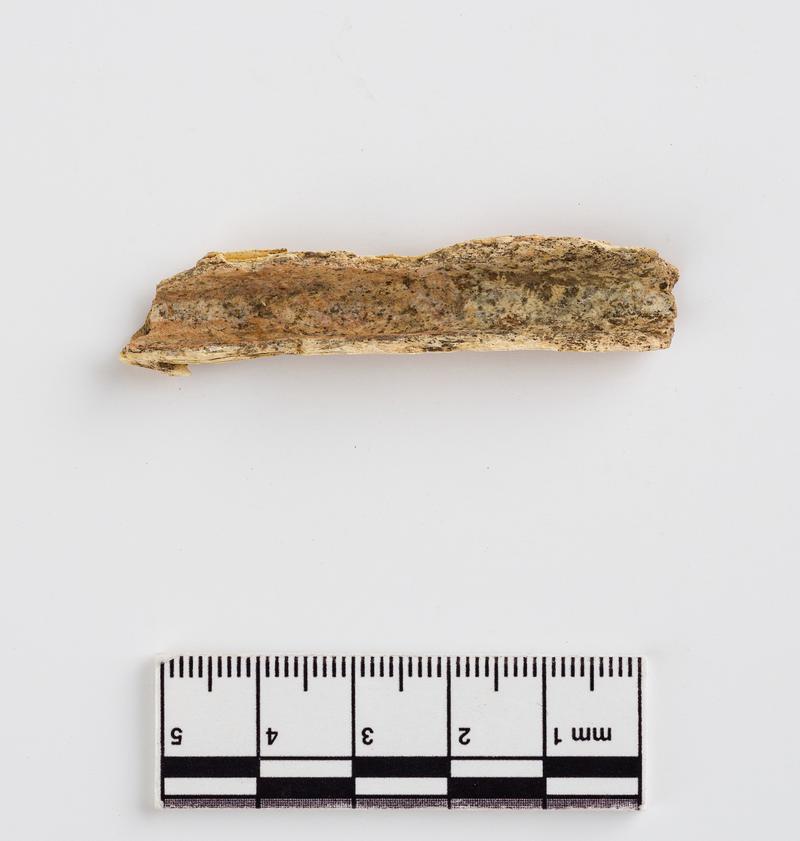 Pleistocene reindeer bone