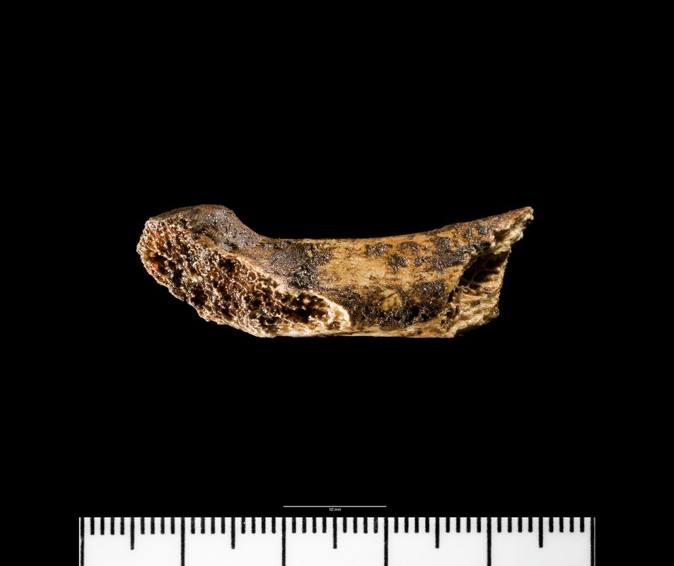 Bronze Age human remains