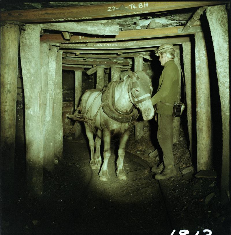 Colour film negative showing a pit pony at work, Tower Colliery December 1979.  'Tower Colliery pit pony Dec 1979' is transcribed from original negative bag.