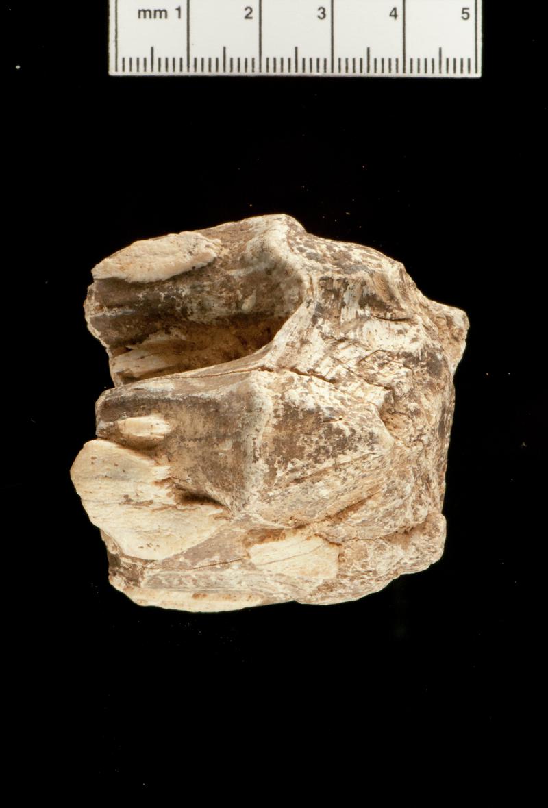 Woolly Rhinoceros upper molar . Daylight Rock Fissure