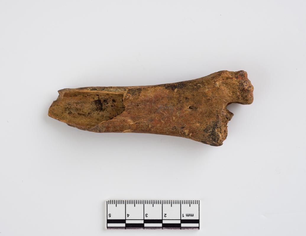 Pleistocene reindeer bone