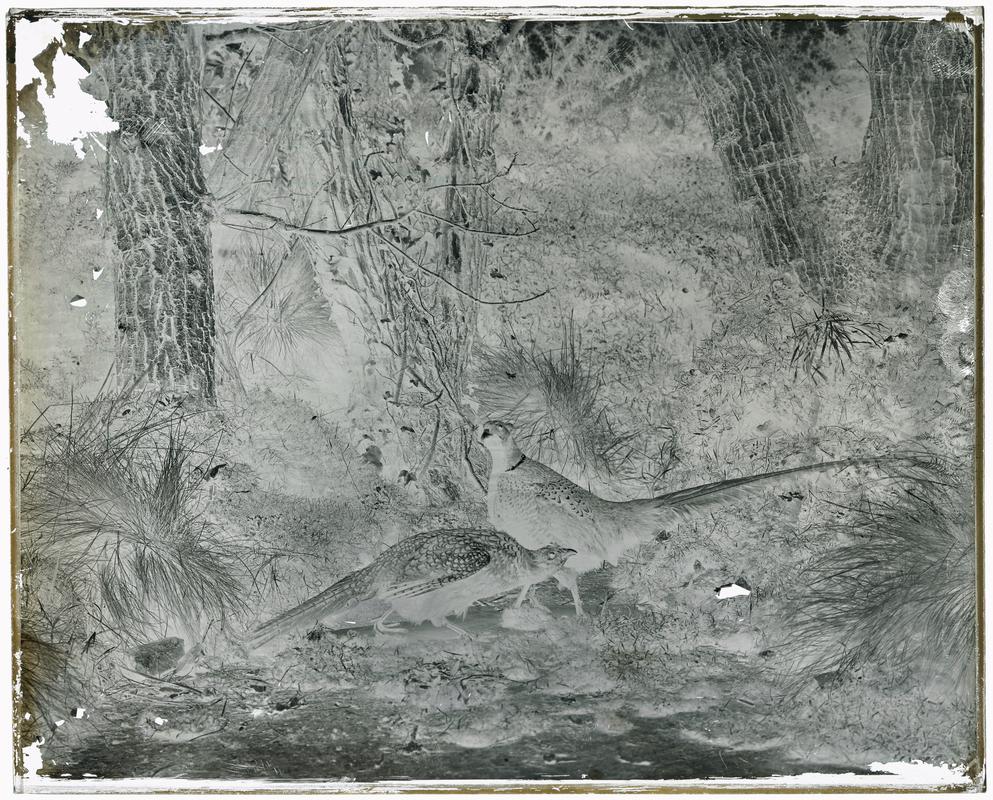 Pheasant, glass negative