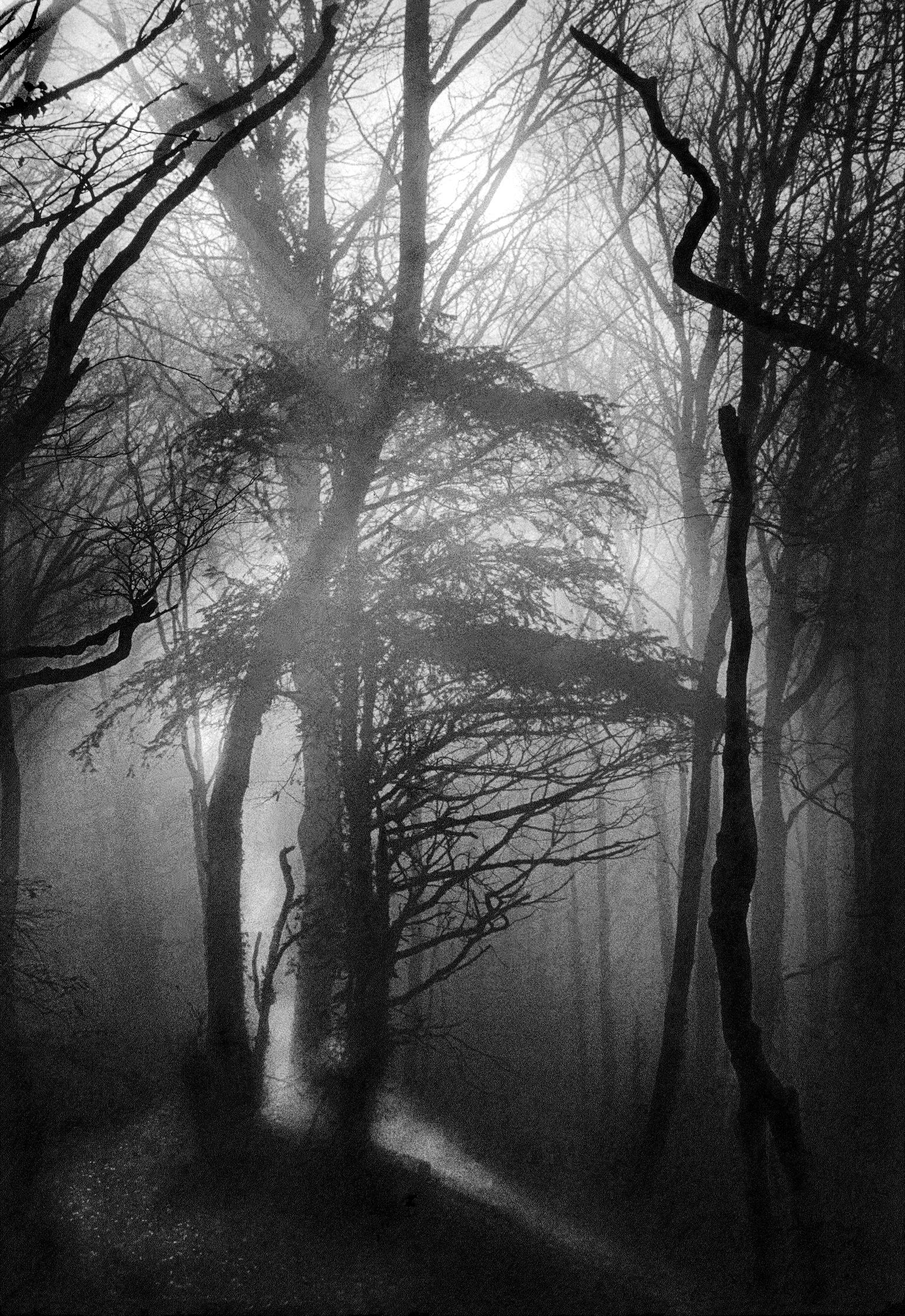 GB. WALES. Tintern. Tintern Forest. 1976.