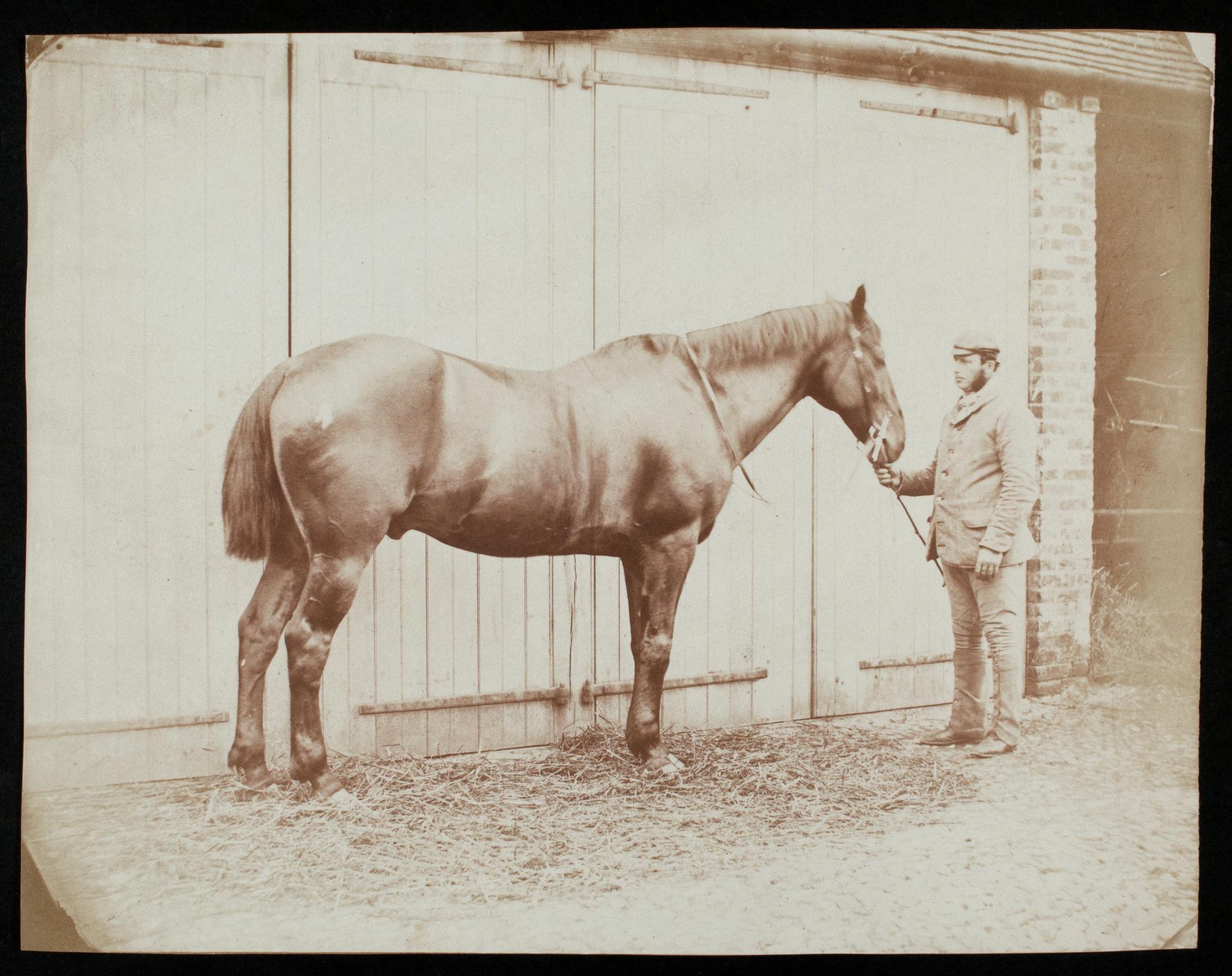 Groom with horse, photograph