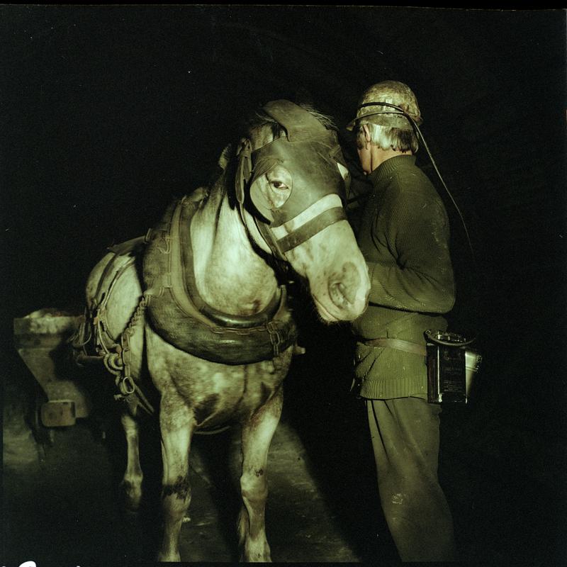 Colour film negative showing a pit pony with his ostler, Tower Colliery December 1979.  'Tower Colliery' is transcribed from original negative bag.