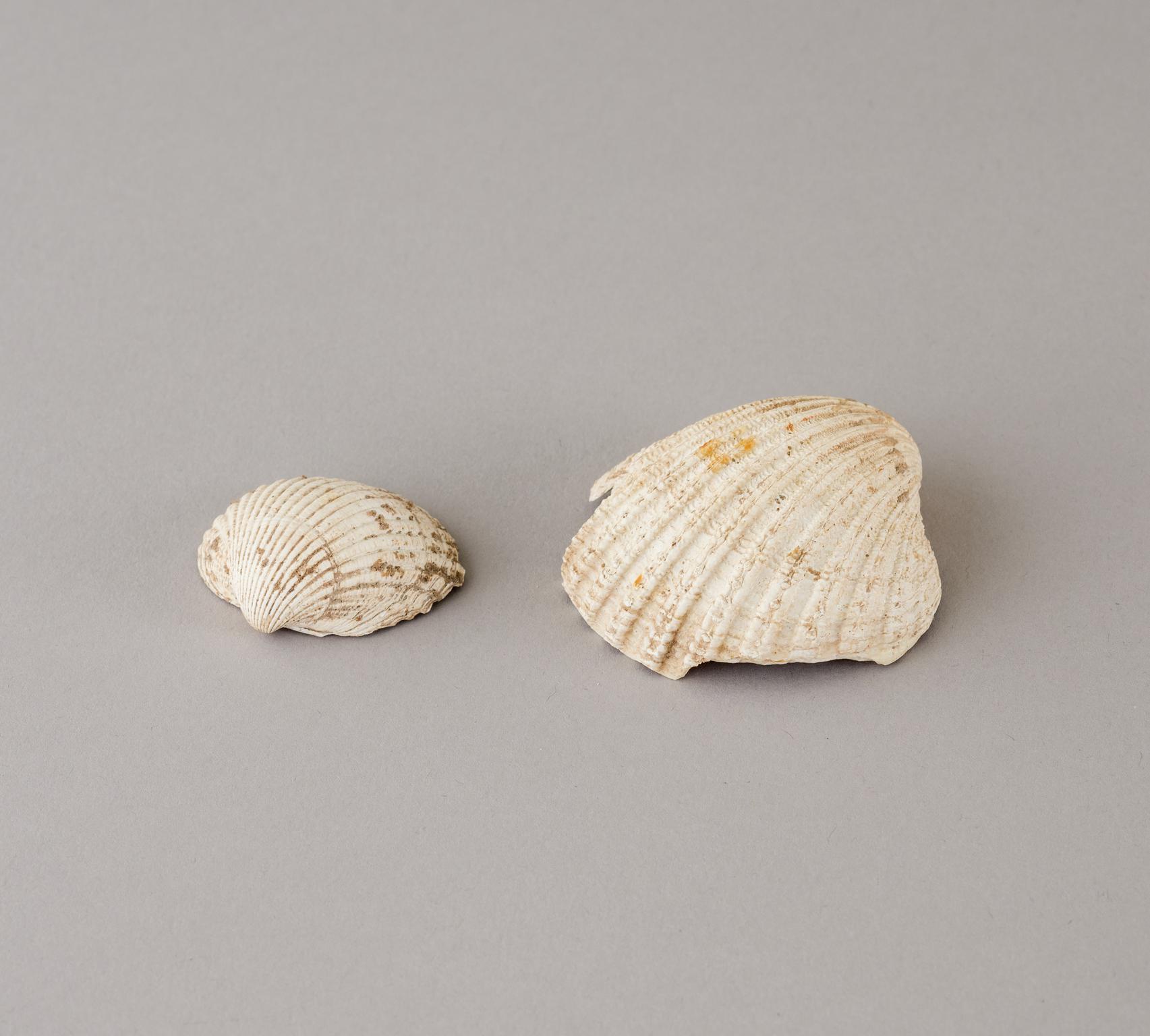 Roman cockle shell