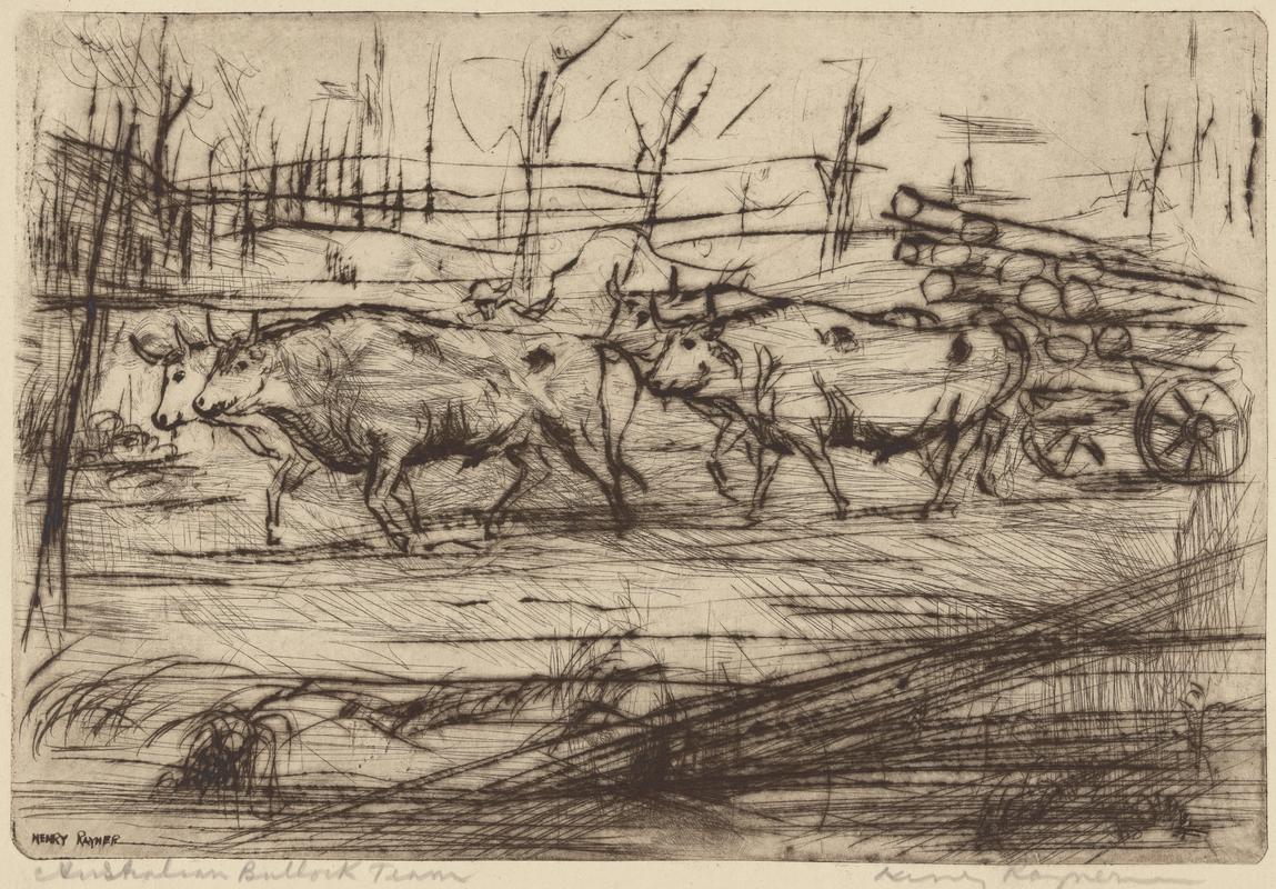 Australian Bullock Team