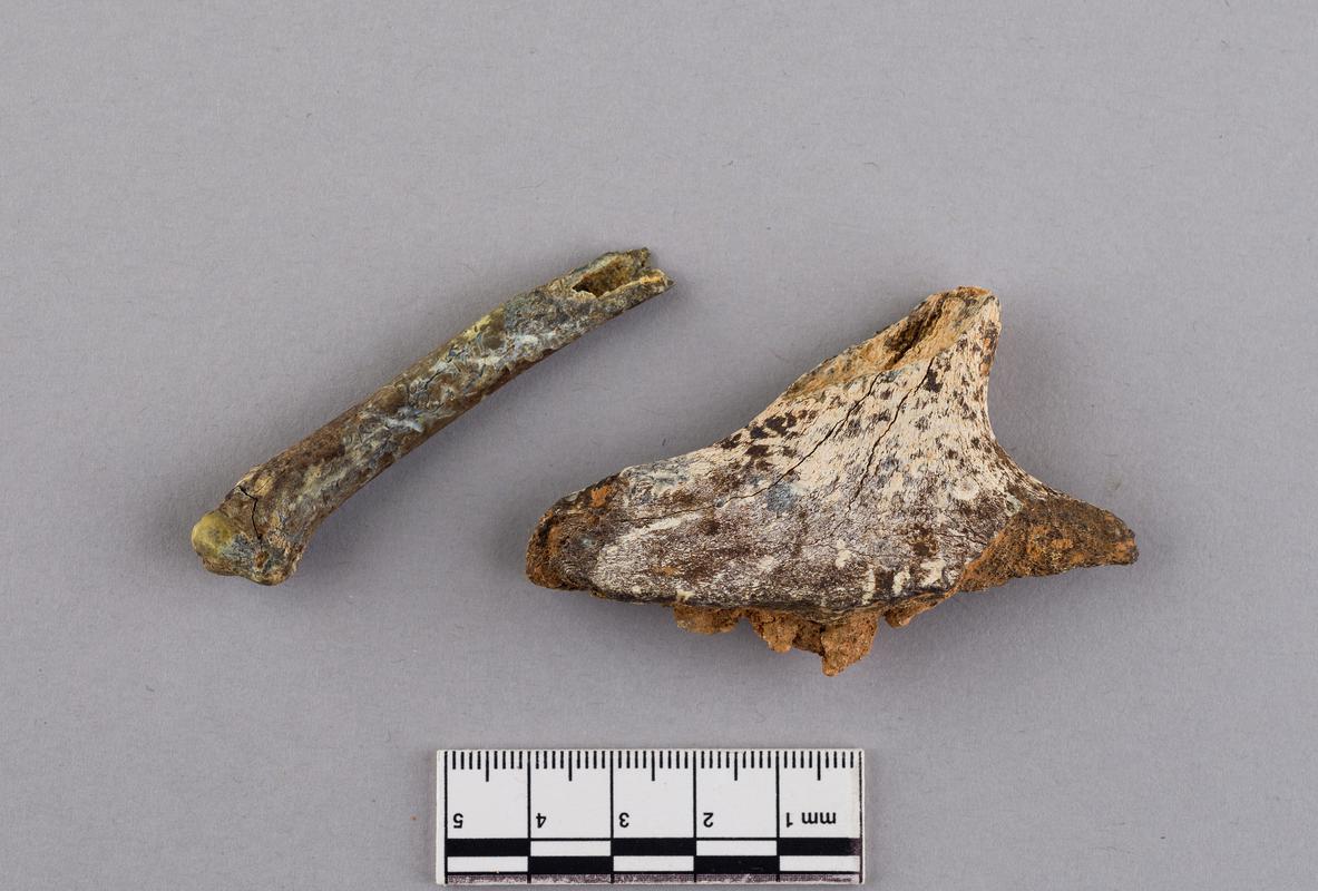 Pleistocene animal bone