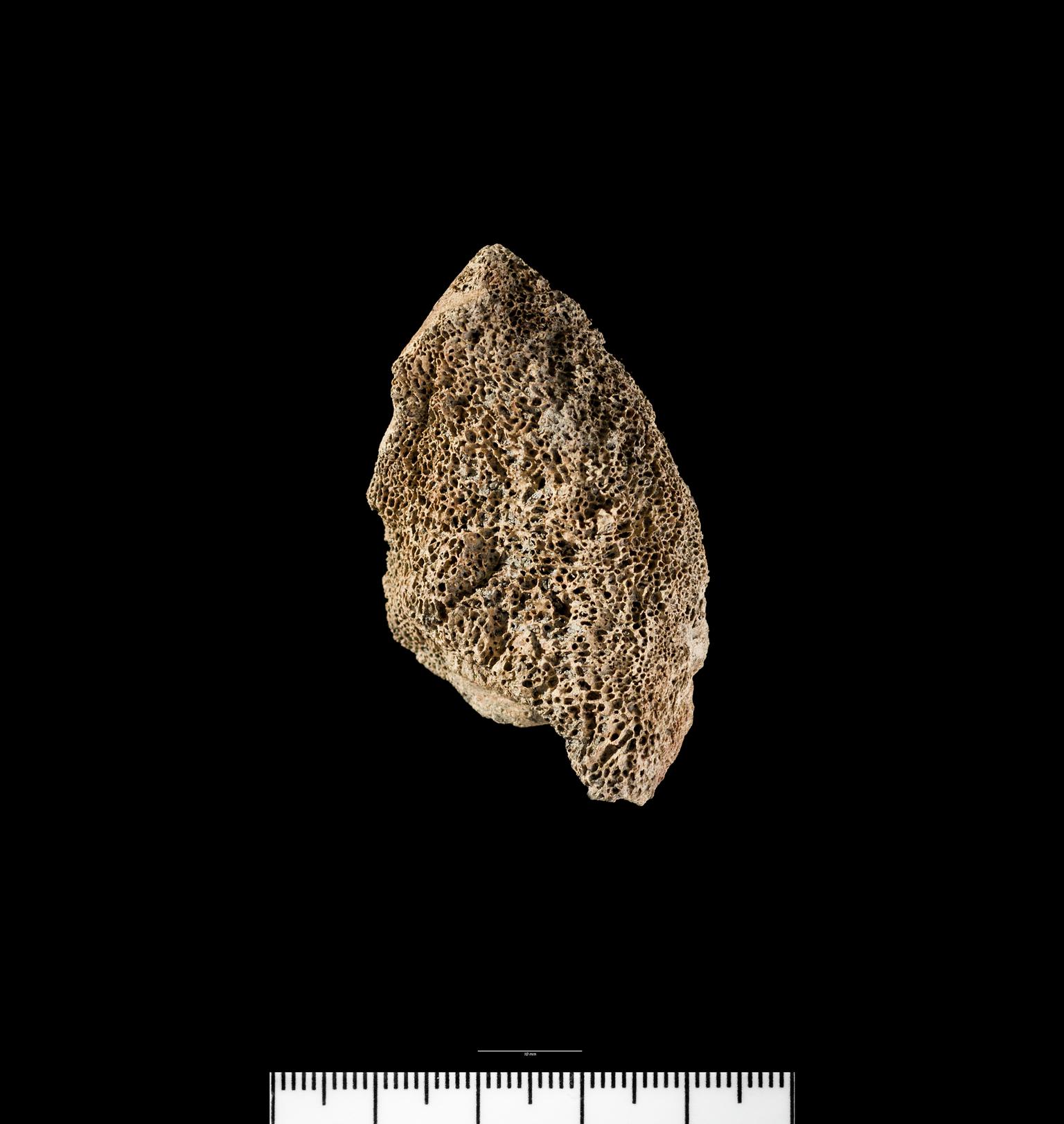 Mesolithic animal bone