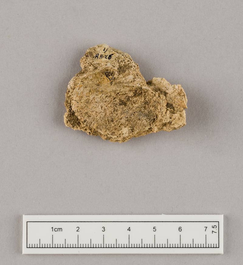 Neolithic human remains